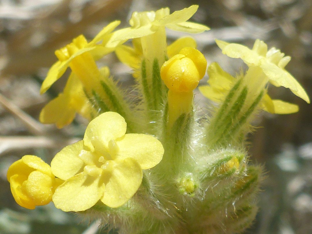 Calyces and corollas