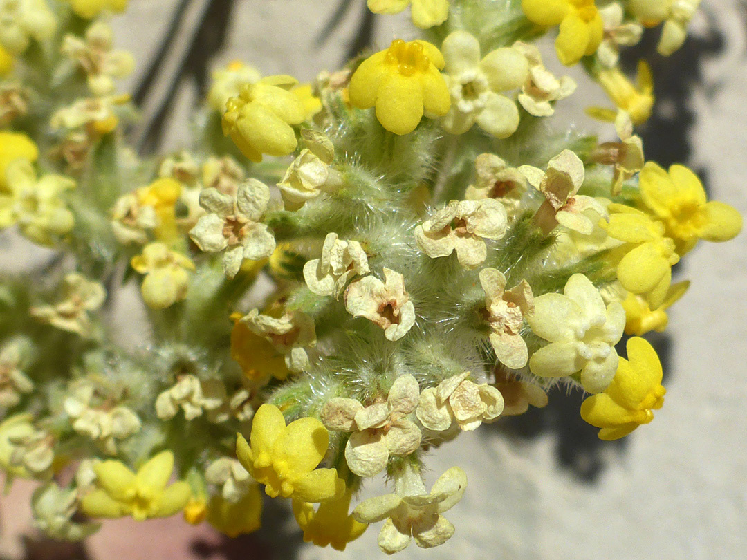 Partly withered flowers