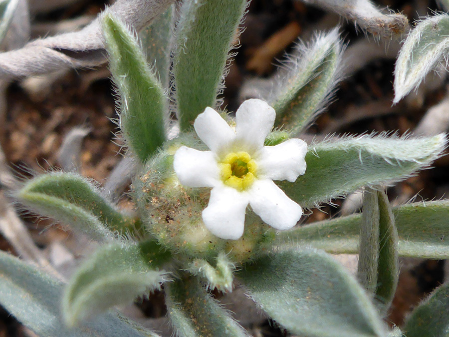 Flower and leaves