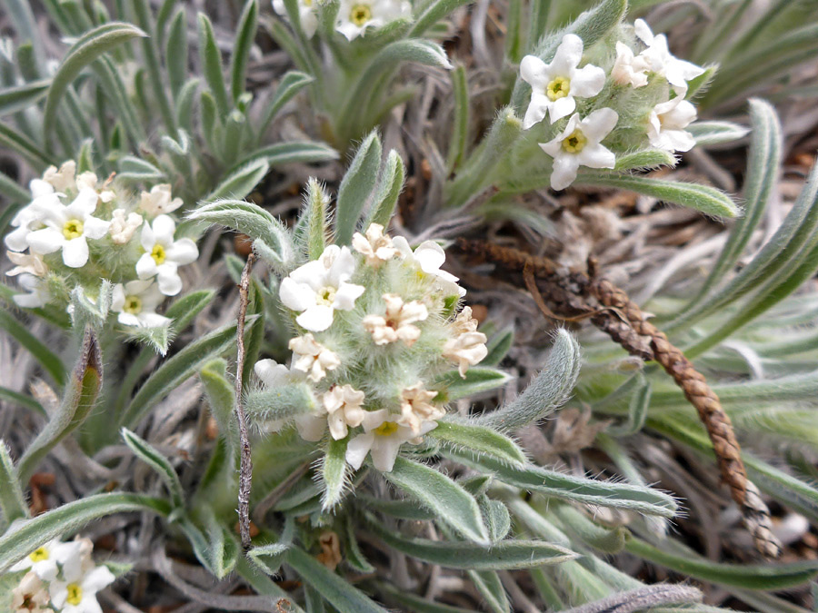 Three flower clusters