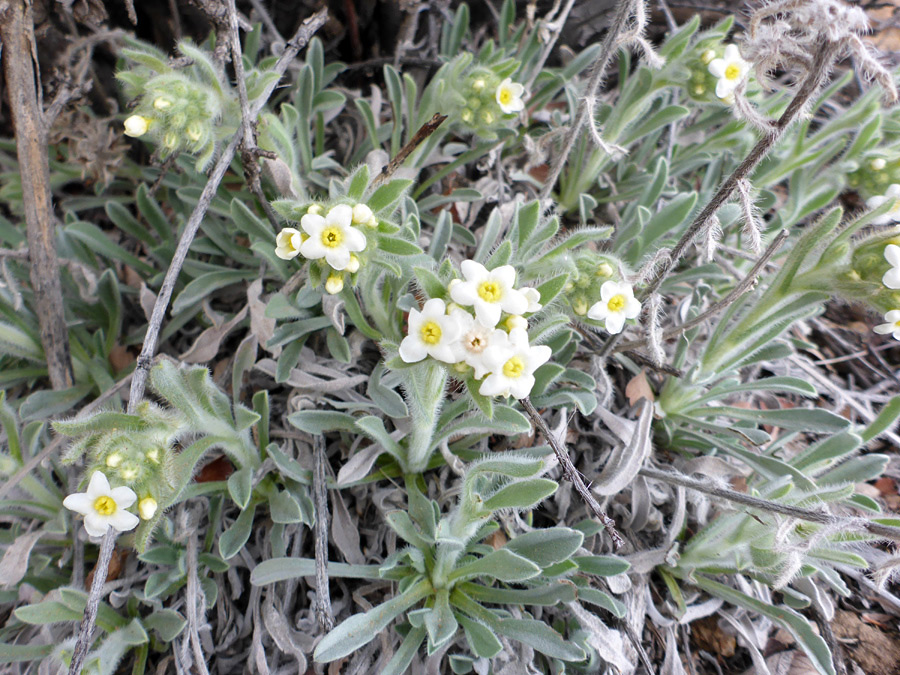 Low-growing plant