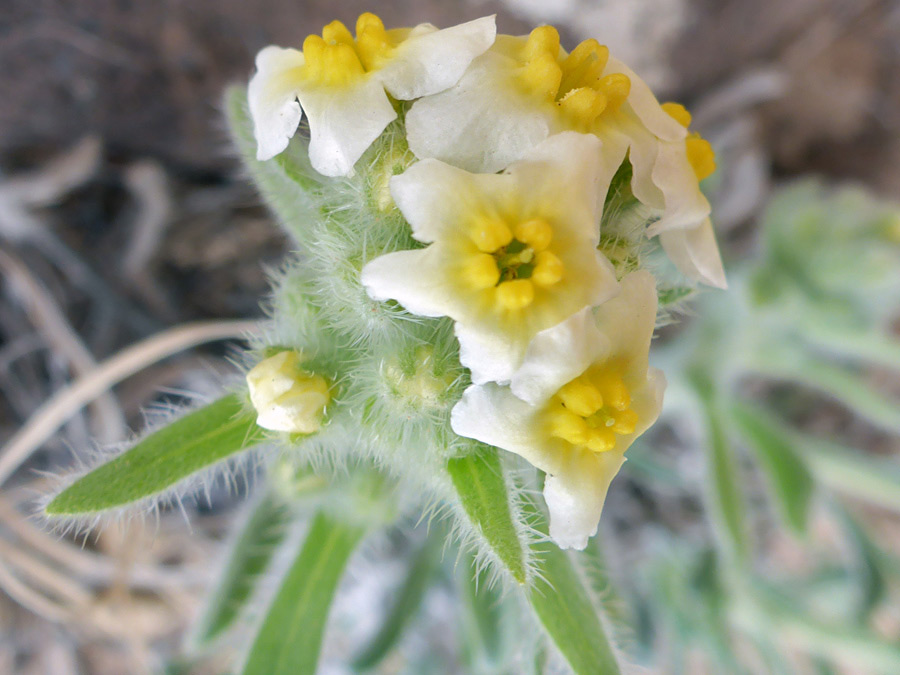 White and yellow flowers