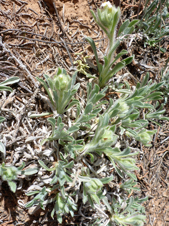 Short stems