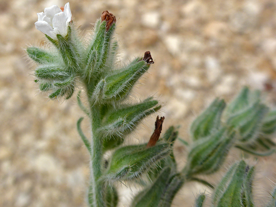 Hairy calyces