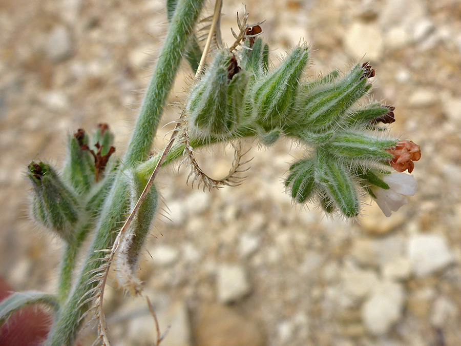 Withered flowers