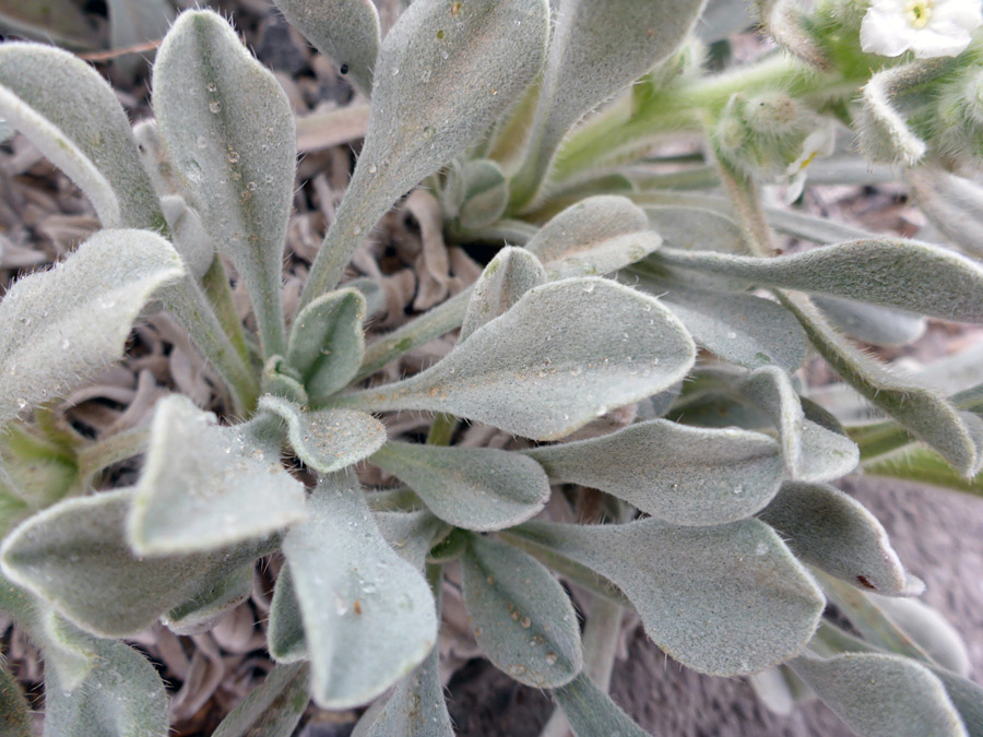 Greyish, hairy leaves