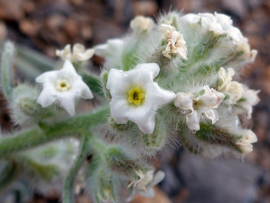 Bristly cluster