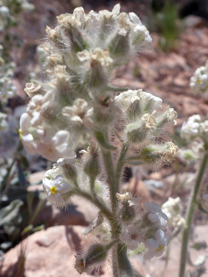 Bristly calyces