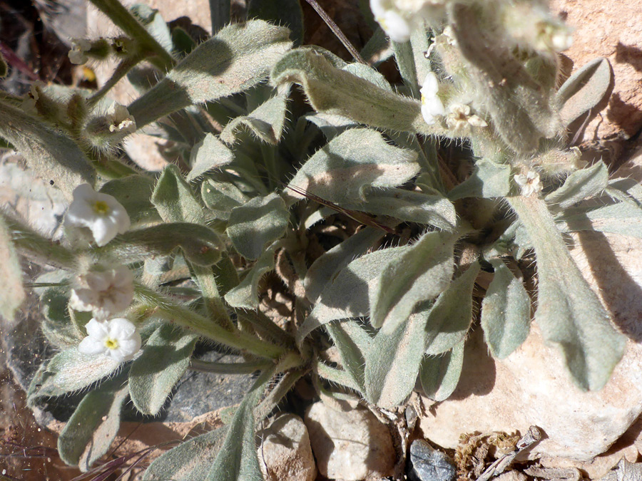 Oblanceolate leaves