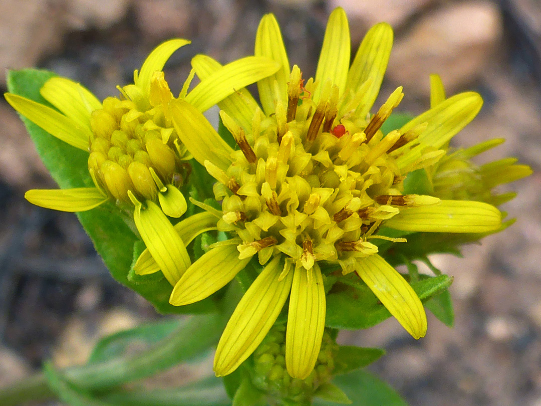 Two yellow flowerheads