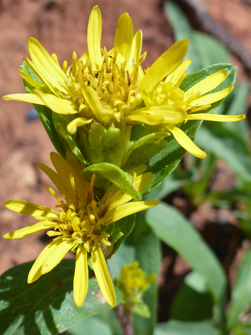 Yellow ray and disc florets