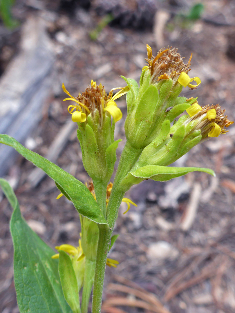 Top of a flowering stem