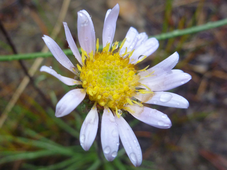 Pale purple ray florets