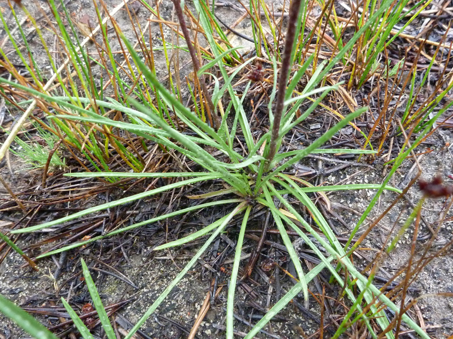 Linear leaves