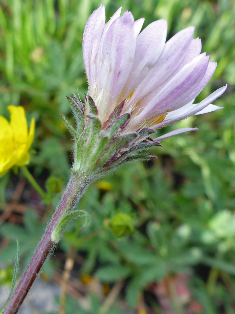 Green phyllaries and pale purple ray florets