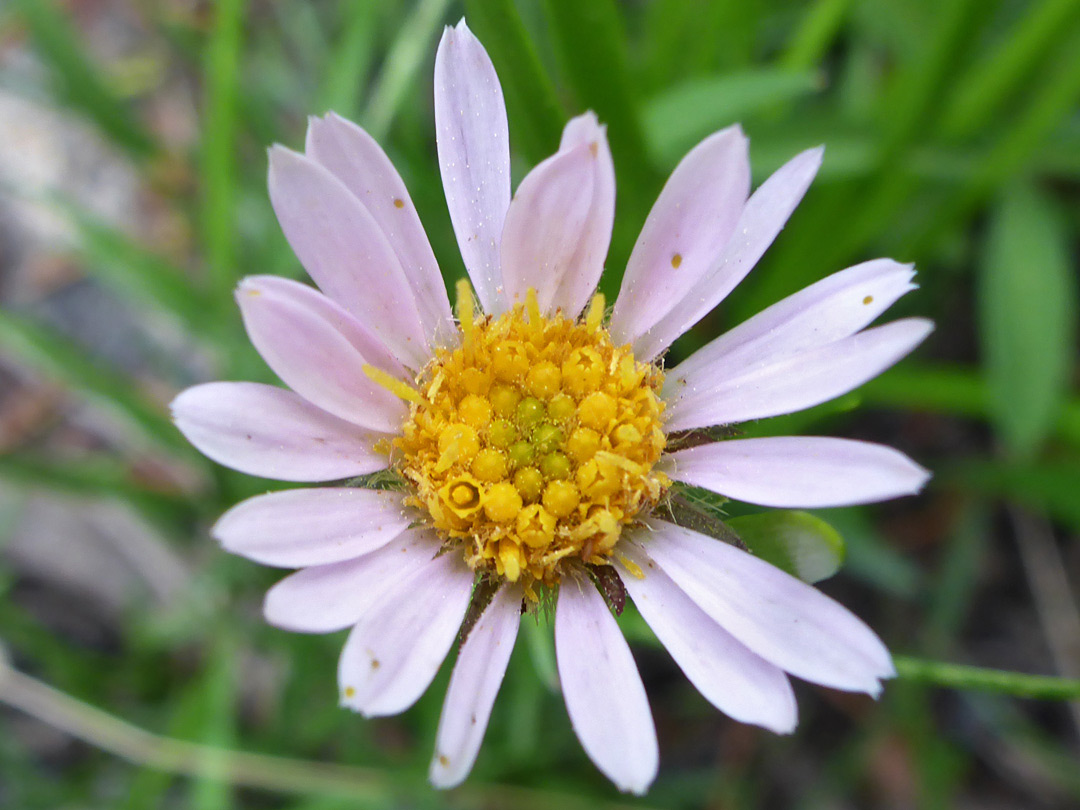 Yellow disc florets and pale pink ray florets