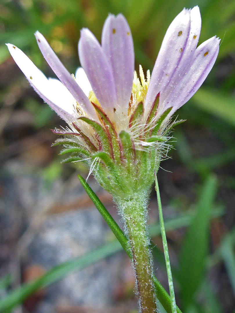 Hairy stem and phyllaries