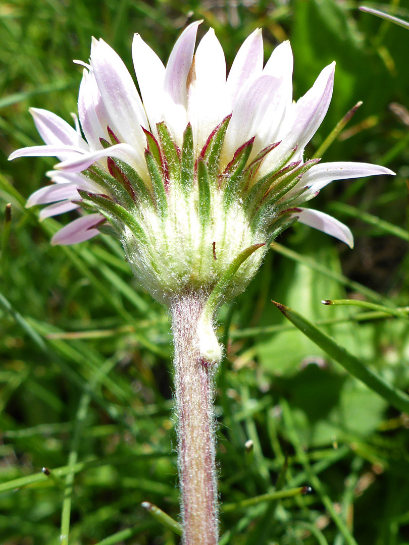 Red-margined phyllaries