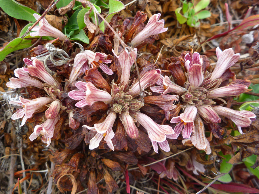 Withering flowers