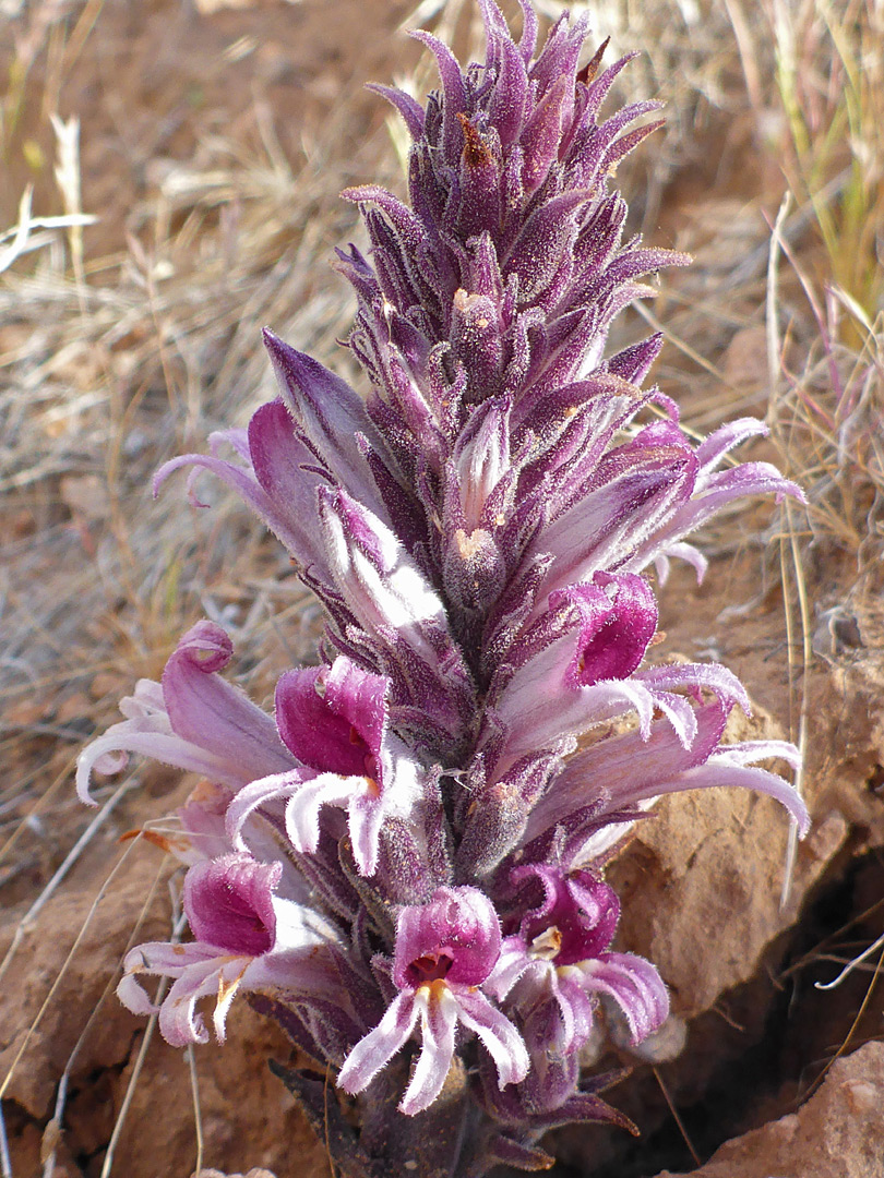 Purple inflorescence