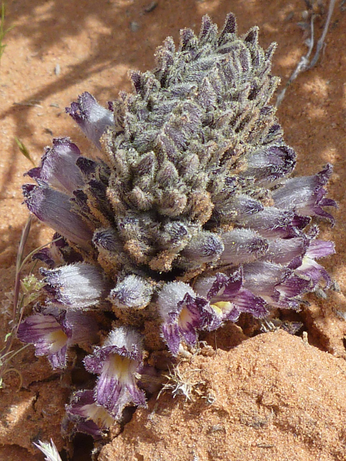 Hairy buds