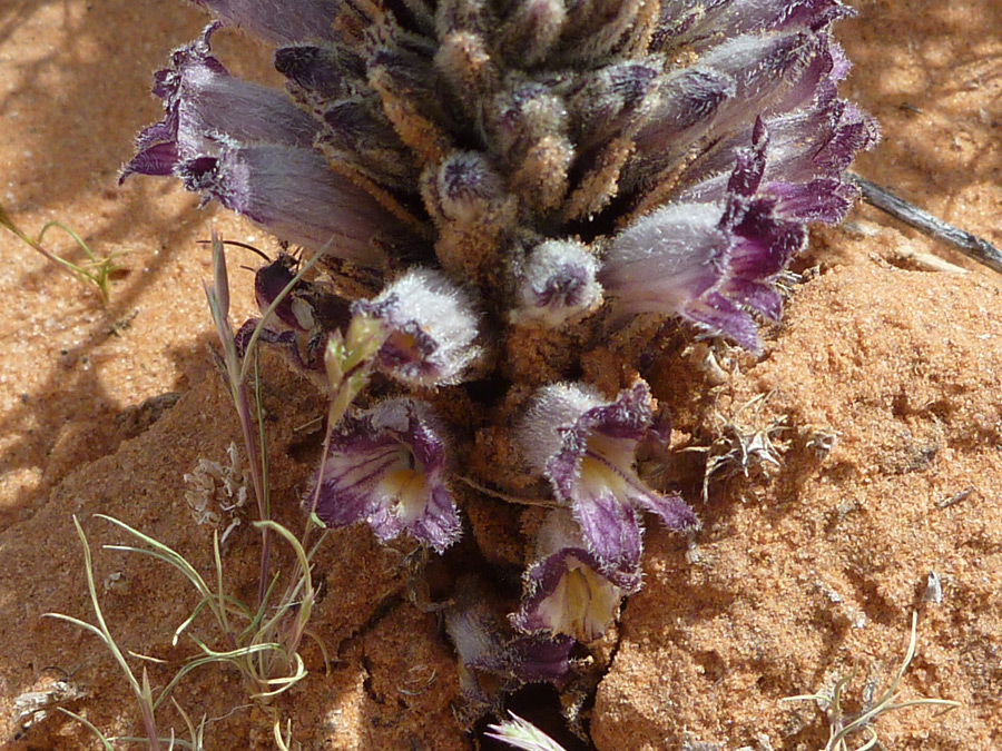 White-purple flowers