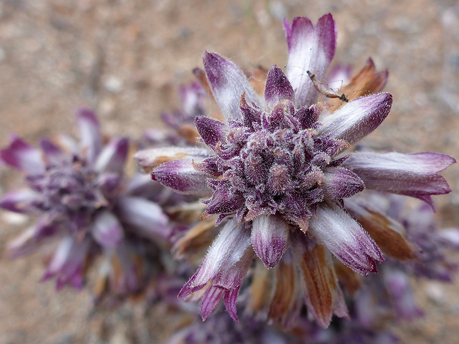 Top of a cluster