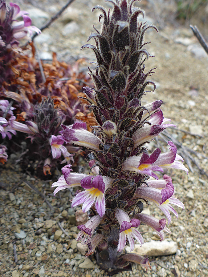 Hairy inflorescence