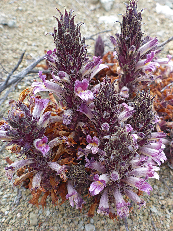 Elongated flower clusters