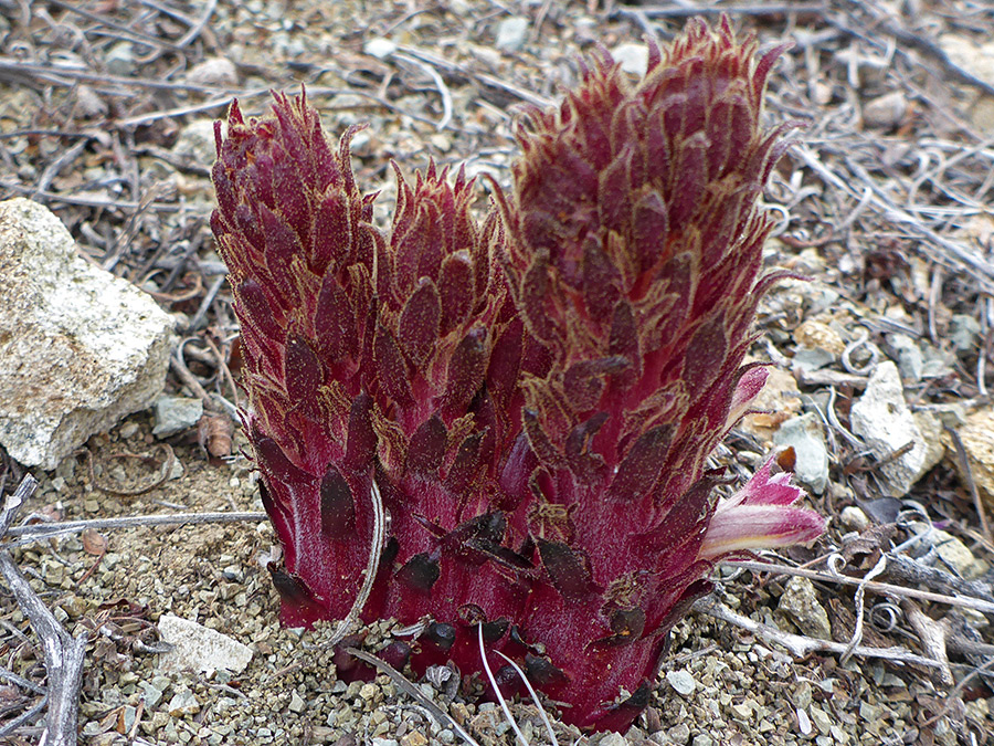 Three stems