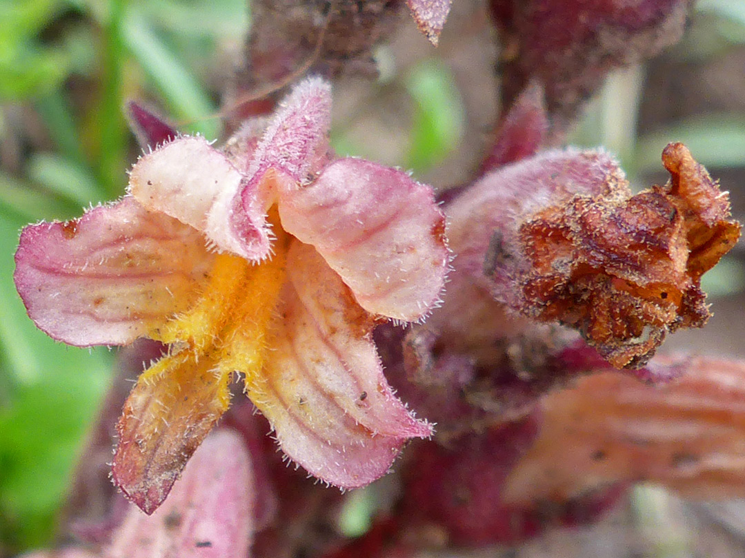 Orange-pink corolla