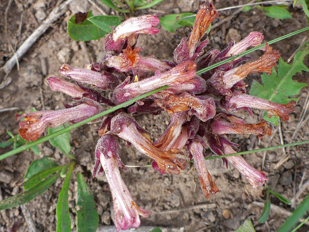 Withering flowers