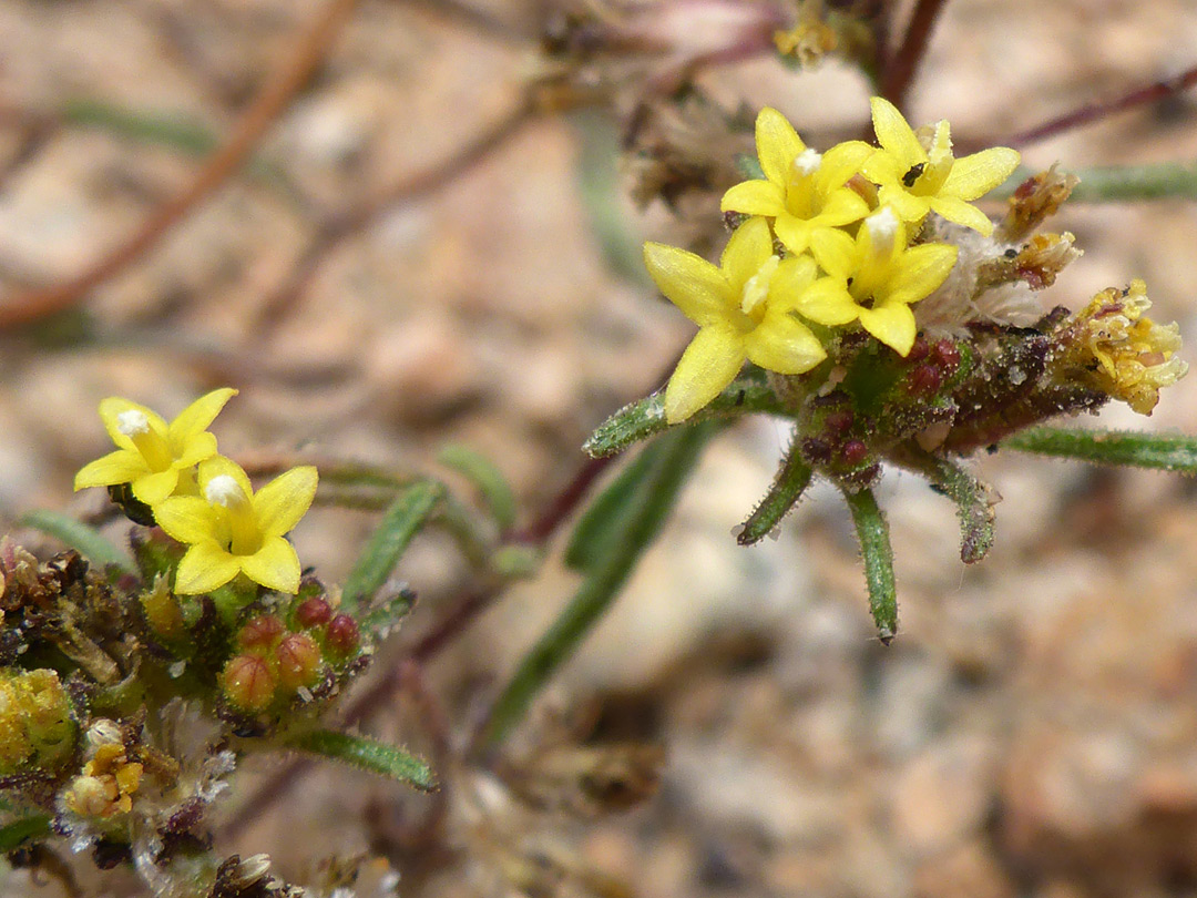 Two flower clusters