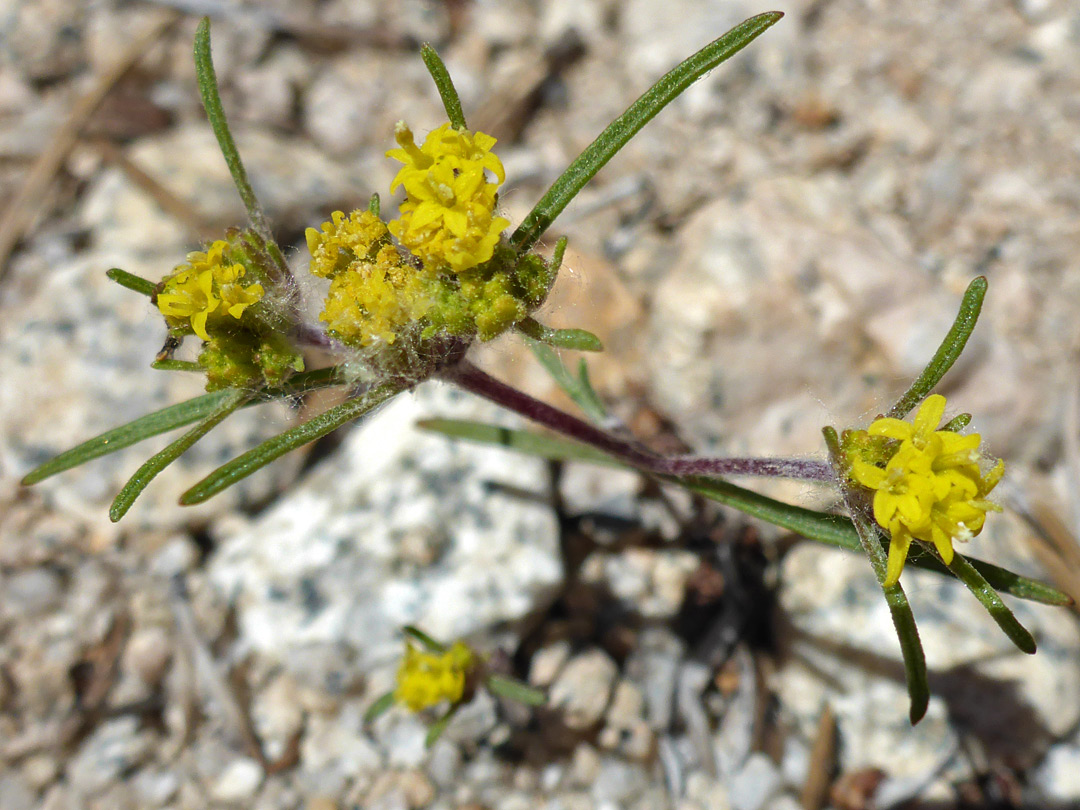 Leaves and flowerheads