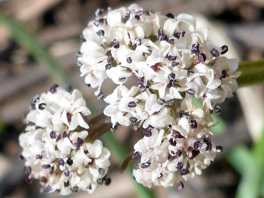 White flowers