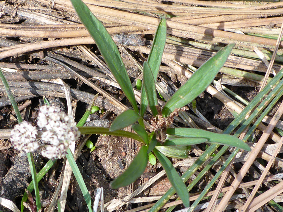 Basal leaves