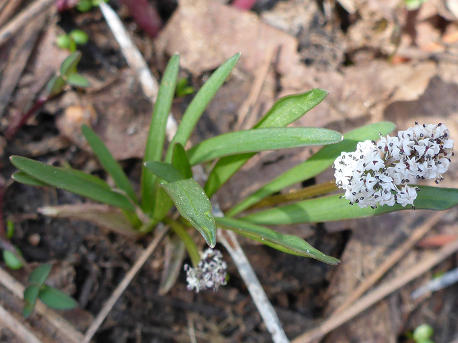 Elongated cluster