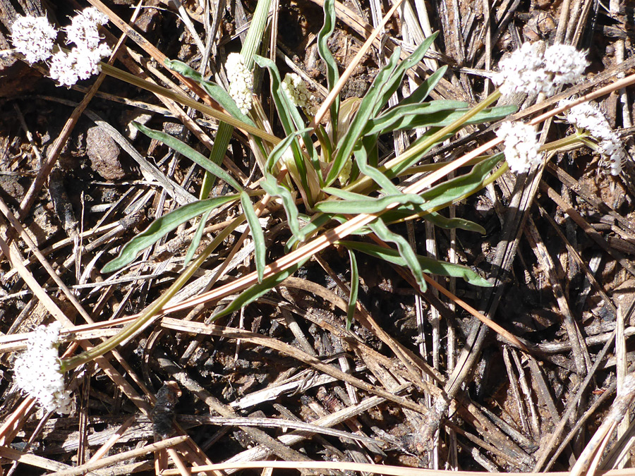 Flowering stems