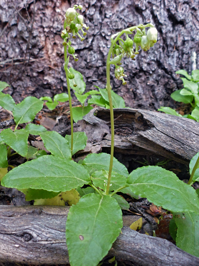 Flowering stems