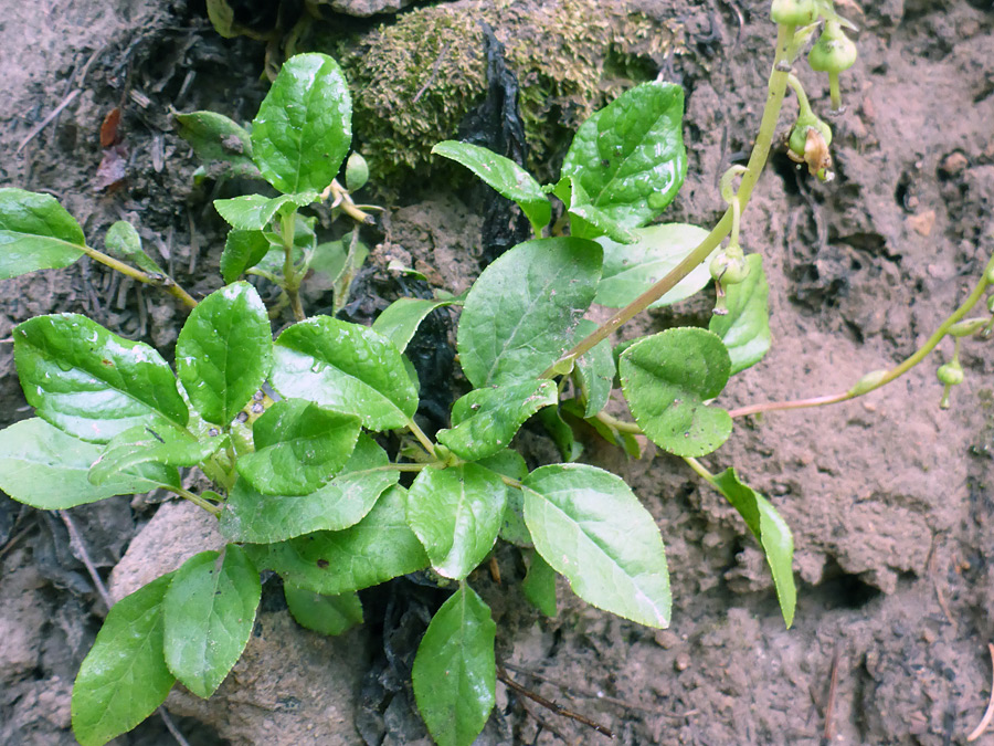 Group of plants