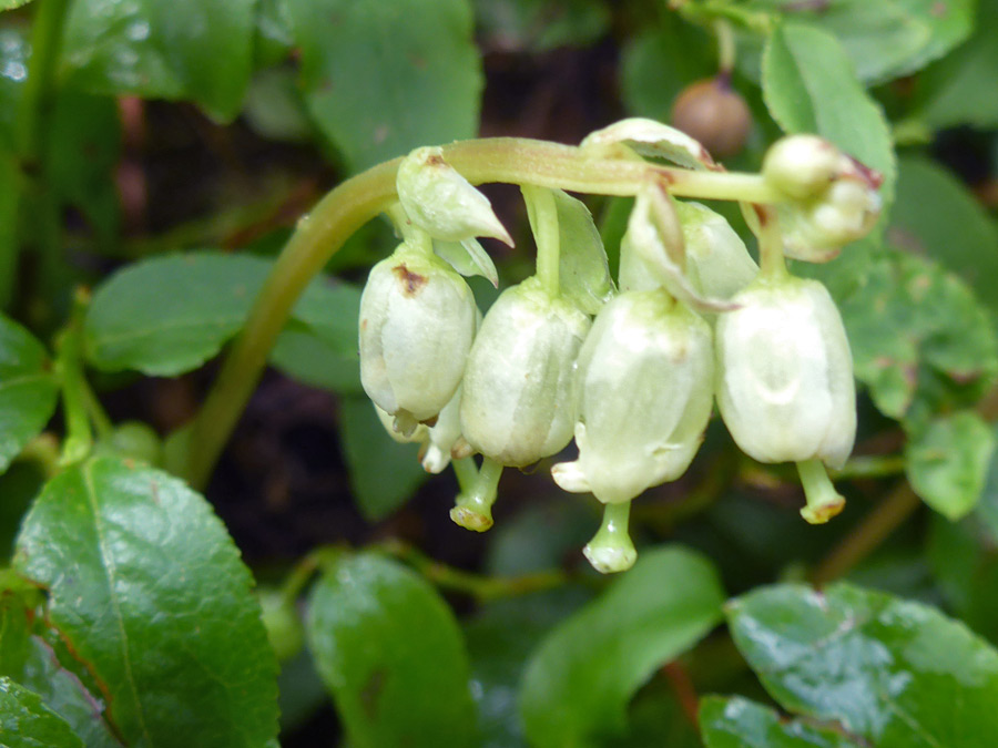 White flowers