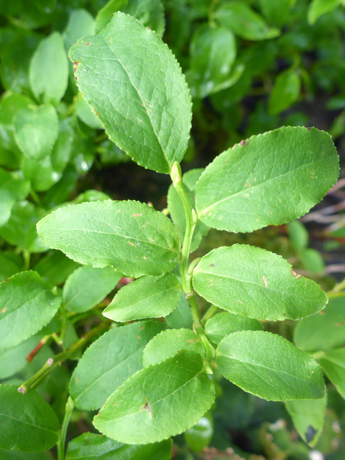 Ovate leaves