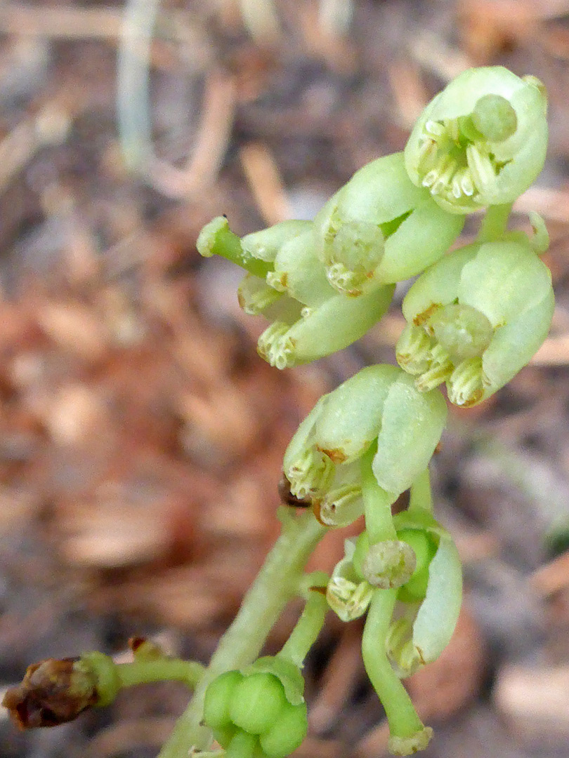 Withering flowers