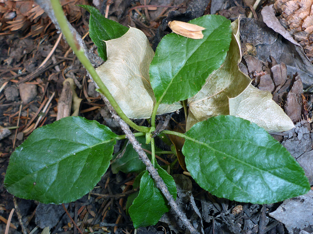 Dark green leaves