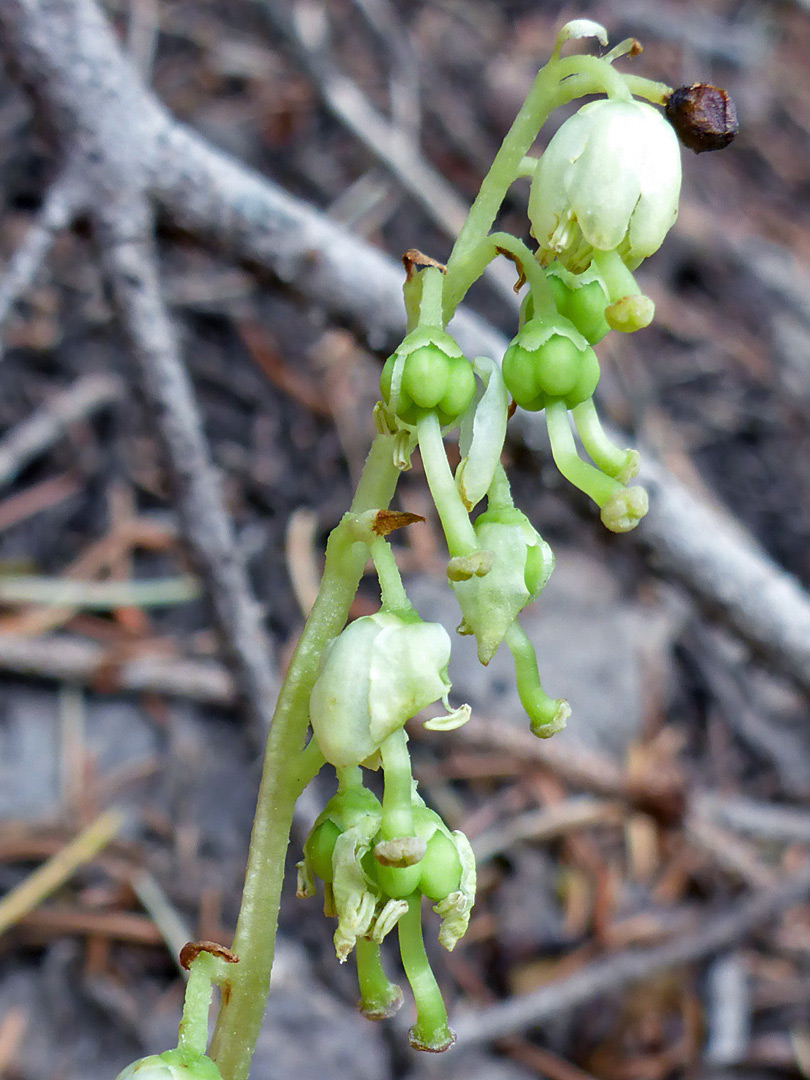 Developing fruits