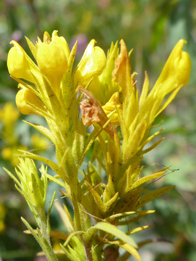 Flower clusters