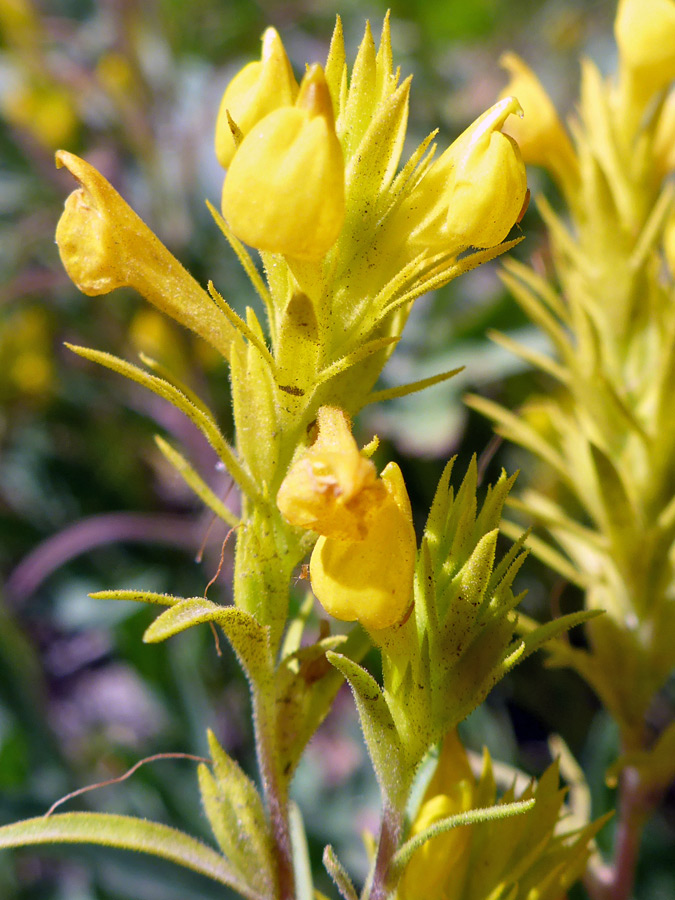 Yellow flowers and bracts