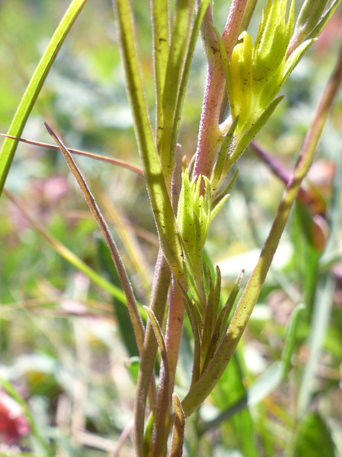 Stems and leaves