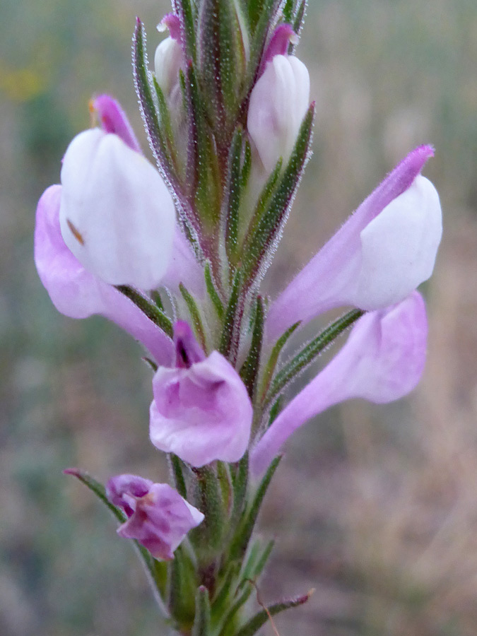 White and pink flowers