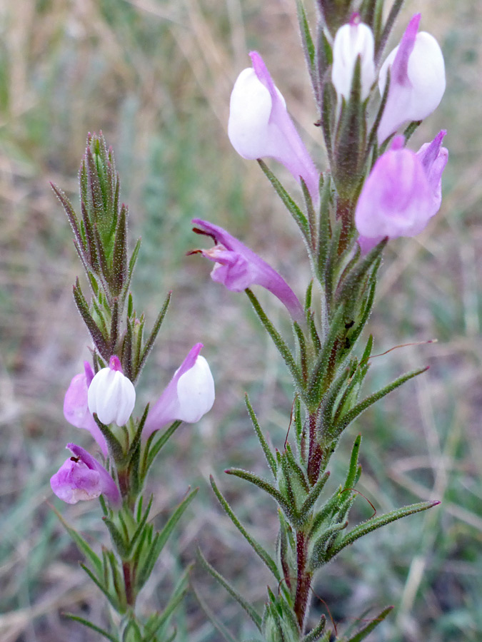 Elongated inflorescence